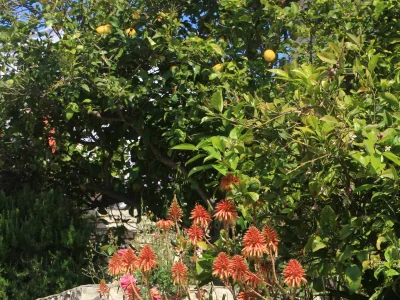 Apartment Two bedroom apartment near beach Lumbarda, Korčula A-4440-c - Outdoor photo 15