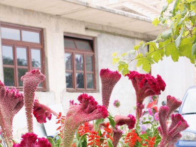 Apartment One bedroom apartment with balcony and sea view Sumartin, Brač A-5620-c - Outdoor photo 11