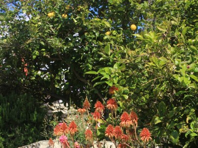 Apartment Two bedroom apartment near beach Lumbarda, Korčula A-4440-d - Outdoor photo 15