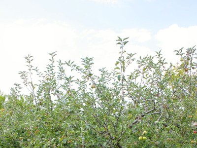 Apartment Studio flat with balcony and sea view Sumartin, Brač AS-5620-a - Outdoor photo 8