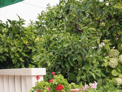 Apartment Studio flat with balcony and sea view Sumartin, Brač AS-5620-c - Outdoor photo 10