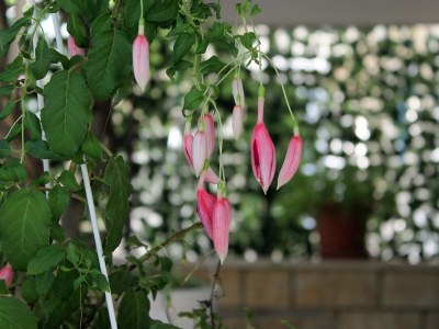 Holiday room with balcony Supetar, Brač S-5658-a - Outdoor photo 10