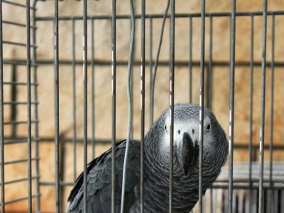 Holiday room with balcony and sea view Supetar, Brač S-5658-c - Outdoor photo 12