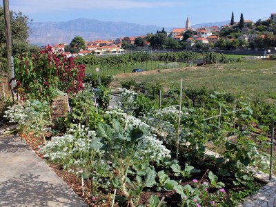 Apartment One bedroom apartment with terrace Postira, Brač A-5659-a - Outdoor photo 6