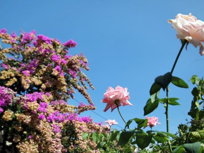 Apartment One bedroom apartment with terrace Postira, Brač A-5659-a - Outdoor photo 8