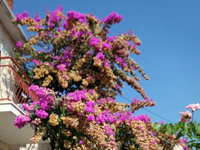 Apartment One bedroom apartment with terrace Postira, Brač A-5659-a - Outdoor photo 10