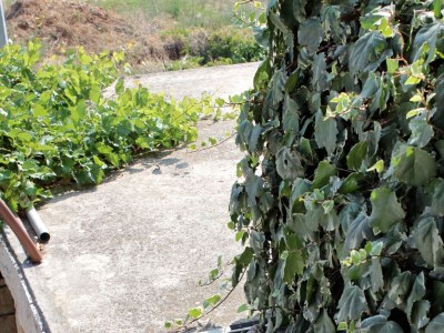 Apartment One bedroom apartment with terrace Postira, Brač A-5659-a - Outdoor photo 12