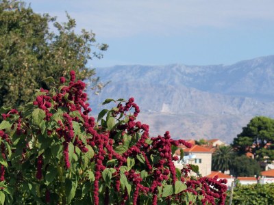 Apartment One bedroom apartment with terrace Postira, Brač A-5659-b - Outdoor photo 13