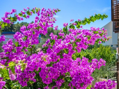 Apartment Apartments with parking space Supetar, Brač - 5670 - Outdoor photo 12