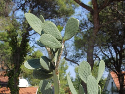 Apartment Two bedroom apartment with terrace and sea view Mudri Dolac, Hvar A-5694-a - Outdoor photo 11