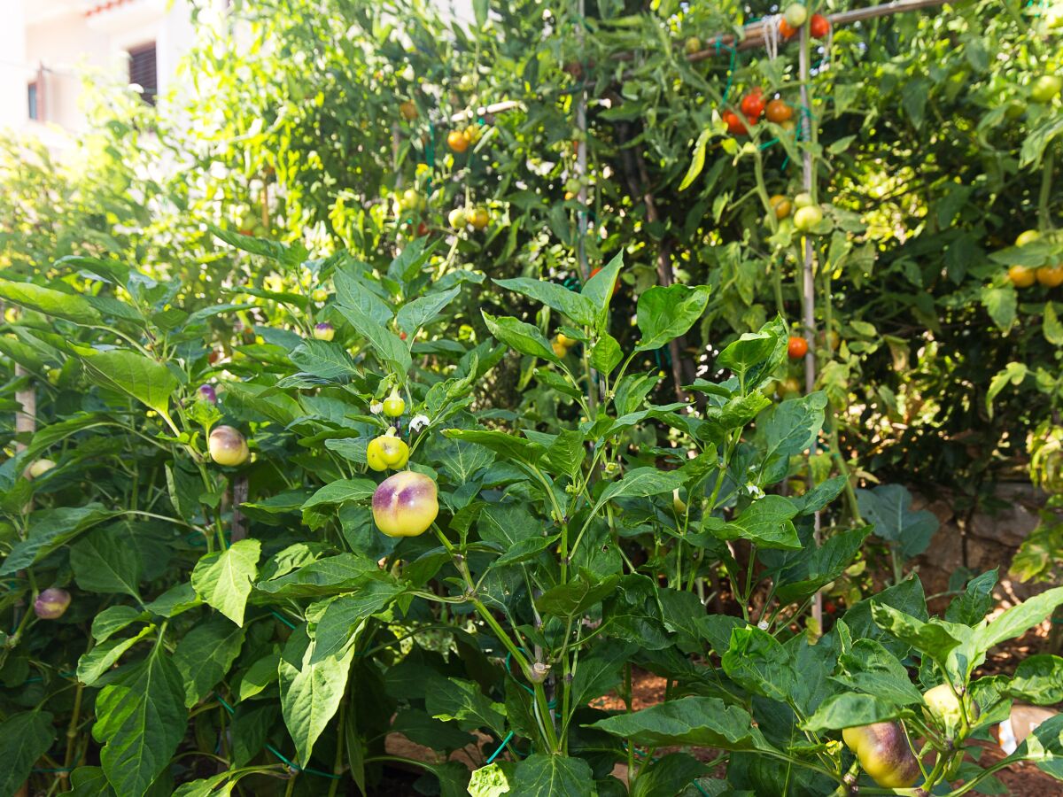 Apartment Two bedroom apartment with terrace Punat, Krk A-14111-a - Outdoor photo 3