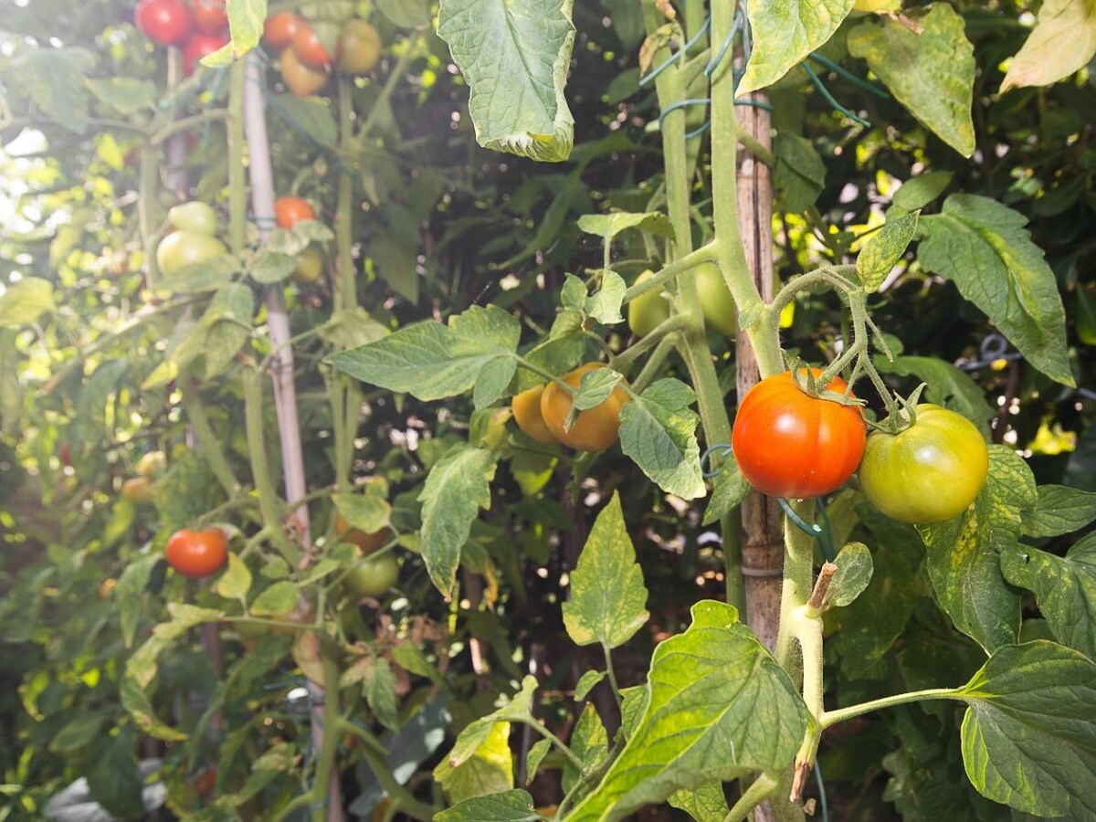 Apartment Two bedroom apartment with terrace Punat, Krk A-14111-a - Outdoor photo 4