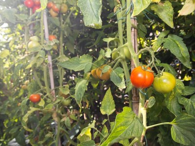 Apartment Two bedroom apartment with terrace Punat, Krk A-14111-a - Outdoor photo 4