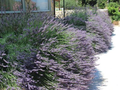 Apartment Two bedroom apartment near beach Cove Prapratna - Prapatna, Hvar A-5704-c - Outdoor photo 10