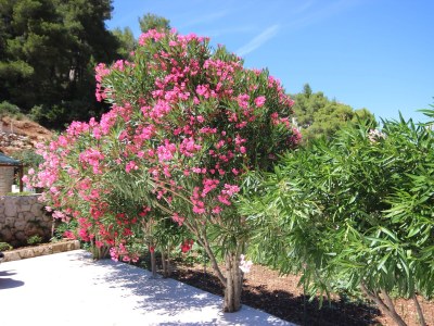 Apartment Two bedroom apartment near beach Cove Prapratna - Prapatna, Hvar A-5704-c - Outdoor photo 11