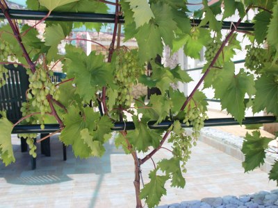 Apartment Two bedroom apartment near beach Cove Prapratna - Prapatna, Hvar A-5704-c - Outdoor photo 14