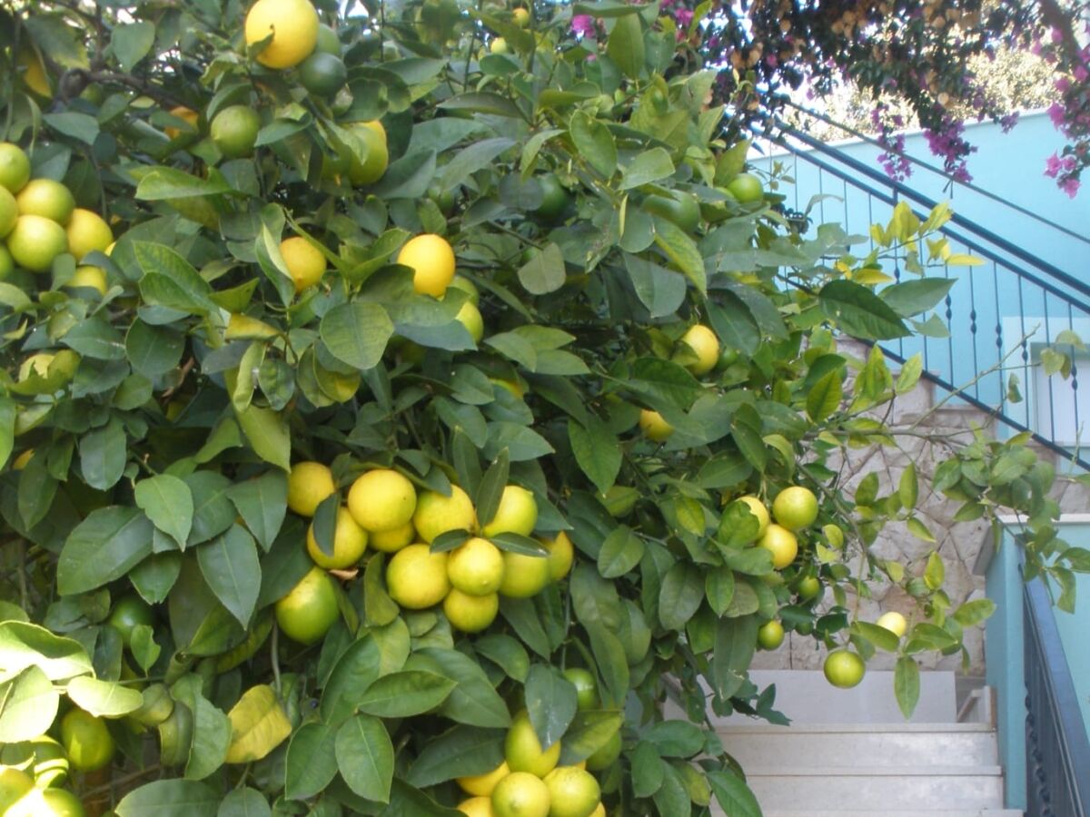 Apartment Three bedroom apartment with terrace and sea view Sevid, Trogir A-16111-a - Outdoor photo 5