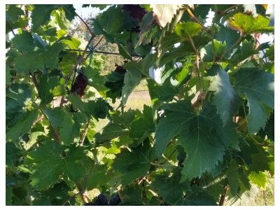 Apartment Three bedroom apartment with terrace and sea view Sevid, Trogir A-16111-a - Outdoor photo 7