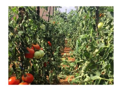 Holiday house Comfortable and spacious house with terrace Dugopolje, Zagora K-19033 - Outdoor photo 10