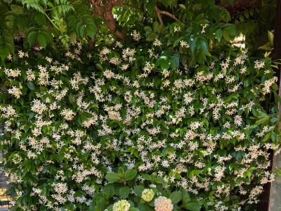 Apartment One bedroom apartment with air-conditioning Kostrena, Rijeka A-20958-a - Outdoor photo 7