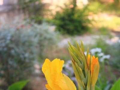 Apartment Apartments with parking space Orebić, Pelješac - 10250 - Outdoor photo 7