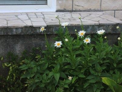 Apartment Apartments with parking space Orebić, Pelješac - 10250 - Outdoor photo 8