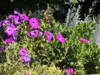 Apartment One bedroom apartment near beach Vrsi - Mulo, Zadar A-5848-c - Outdoor photo 24