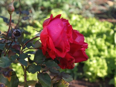 Apartment Two bedroom apartment with terrace Biograd na Moru, Biograd A-5899-a - Outdoor photo 12