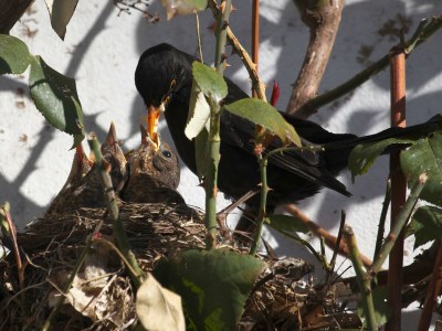Holiday apartment "WaldrebenNest" im Fachwerkhof - Outdoor photo 10