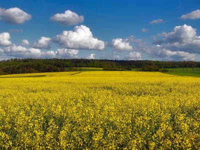 Holiday apartment "WaldrebenNest" im Fachwerkhof - Environment photo 25
