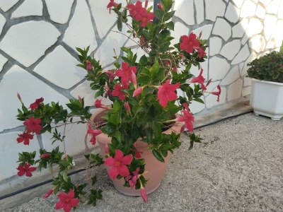 Holiday house Three bedroom house with terrace and sea view Grižane, Crikvenica K-22443 - Outdoor photo 13