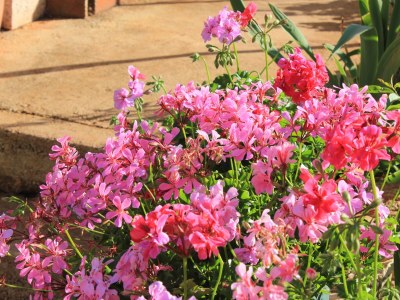Apartment Two bedroom apartment with terrace Ilovik, Lošinj A-8078-a - Outdoor photo 10