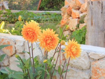 Apartment Two bedroom apartment with terrace Ilovik, Lošinj A-8078-a - Outdoor photo 11