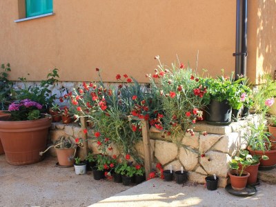 Apartment Two bedroom apartment with terrace Ilovik, Lošinj A-8078-a - Outdoor photo 12