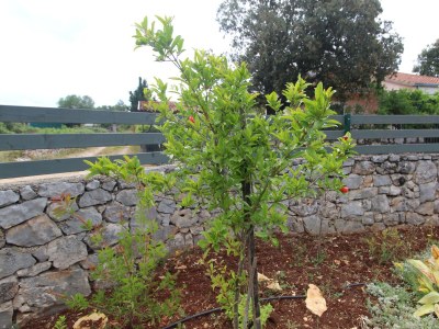 Holiday house Two bedroom house with terrace Rudina, Hvar K-18333 - Outdoor photo 4
