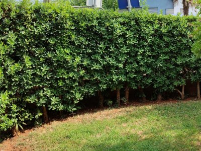 Apartment One bedroom apartment with terrace Malinska, Krk A-23556-a - Outdoor photo 6