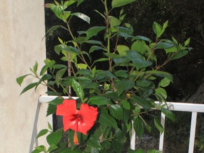 Apartment Apartments and rooms by the sea Lučica, Lastovo - 990 - Apartments and rooms by the sea Lučica, Lastovo - 990 - Outdoor photo 11