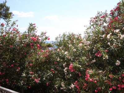 Apartment Studio flat with balcony Drašnice, Makarska AS-3330-a - Outdoor photo 23