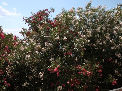 Apartment Studio flat with balcony Drašnice, Makarska AS-3330-b - Outdoor photo 24