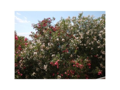 Apartment Studio flat with balcony Drašnice, Makarska AS-3330-l - Outdoor photo 16