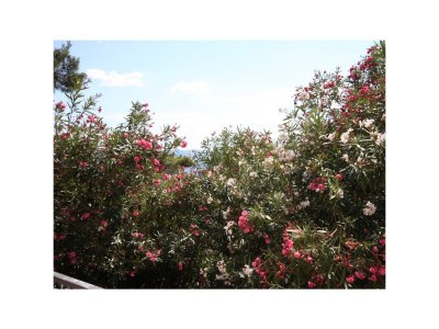 Apartment Studio flat with balcony Drašnice, Makarska AS-3330-m - Outdoor photo 21