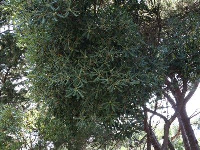 Apartment Studio flat with balcony and sea view Drašnice, Makarska AS-3330-p - Outdoor photo 10