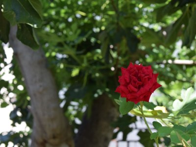 Apartment Studio flat with balcony and sea view Sveti Filip i Jakov, Biograd AS-4299-g - Outdoor photo 10