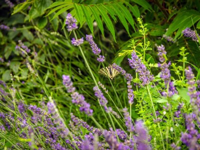 Apartment Two bedroom apartment with terrace and sea view Dramalj, Crikvenica A-5551-c - Outdoor photo 19