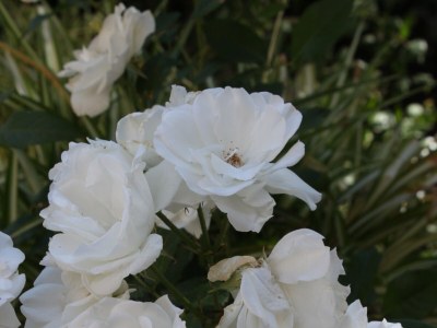 Apartment One bedroom apartment near beach Kustići, Pag A-6376-b - Outdoor photo 10