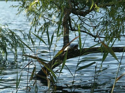 Holiday house Seehaus C | Waldstrand Berger - Environment photo 17