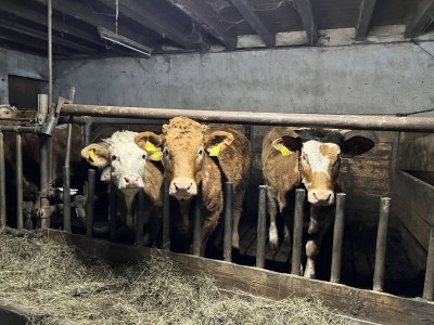 Holiday apartment Himmelsbach - Outdoor photo 7