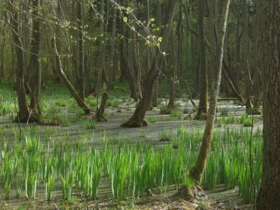 Holiday house "The Darß House" - Environment photo 18