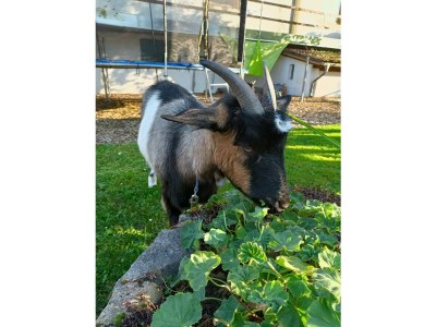 Holiday apartment holiday apartement Rachel - Environment photo 37