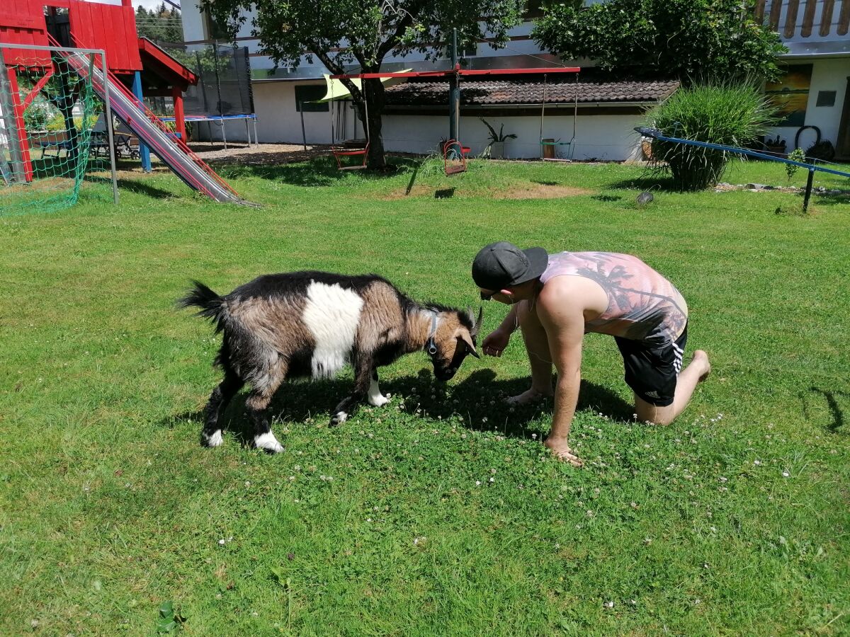 Holiday apartment Falkenstein - Ferienhof Neukirchinger - Outdoor photo 3